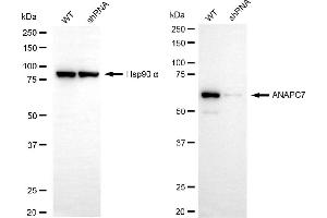 Western blotting analysis using ANAPC7 antibody (ABIN7797598). (ANAPC7 抗体)