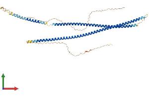 AlphaFold protein structure predicition of Human Recombinant KRT85 Protein, UniprotID P78386