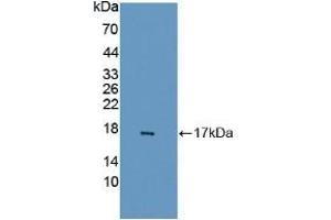 Detection of Recombinant GABARAPL2, Human using Polyclonal Antibody to GABA-A Receptor Associated Protein Like Protein 2 (GABARAPL2) (GABARAPL2 抗体  (AA 1-117))