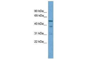 TINAG antibody used at 1 ug/ml to detect target protein. (TINAG 抗体  (Middle Region))