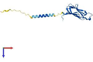 Protein Structure (PS) image for Tumor Necrosis Factor (Ligand) Superfamily, Member 18 (TNFSF18) (AA 1-173) protein (His tag) (ABIN7558283)