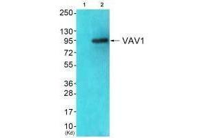 Western blot analysis of extracts from JK cells (Lane 2), using VAV1 (Ab-174) antiobdy. (VAV1 抗体  (Tyr174))