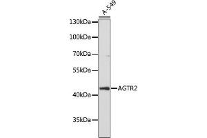 Western blot analysis of extracts of A-549 cells, using  antibody (ABIN7265597) at 1:1000 dilution. (Angiotensin II Type 2 Receptor 抗体  (AA 250-350))