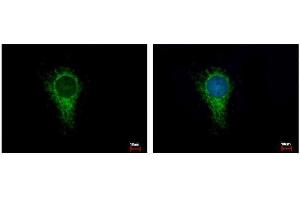 ICC/IF Image IDH3A antibody detects IDH3A protein at Mitochondria by immunofluorescent analysis. (IDH3A 抗体)