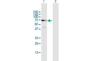 Western Blot analysis of HDAC10 expression in transfected 293T cell line by HDAC10 MaxPab polyclonal antibody. (HDAC10 抗体  (AA 1-669))