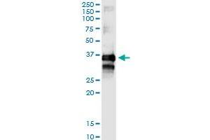 Immunoprecipitation of TTC1 transfected lysate using anti-TTC1 MaxPab rabbit polyclonal antibody and Protein A Magnetic Bead , and immunoblotted with TTC1 purified MaxPab mouse polyclonal antibody (B01P) . (TTC1 抗体  (AA 1-292))