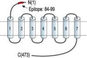 Representative domain view of the target of ABIN7235028. (Cannabinoid Receptor 1 (CNR1) Peptide)
