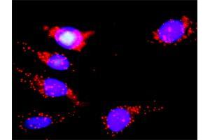 Proximity Ligation Analysis of protein-protein interactions between MAPK14 and EGFR. (MAPK14 抗体  (AA 1-360))