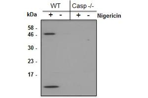 Mouse Caspase-1 (p10) is detected by immunoblotting using anti-Caspase-1 (p10) (mouse), mAb (Casper-2) .