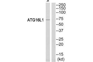 Western Blotting (WB) image for anti-ATG16 Autophagy Related 16-Like 1 (ATG16L1) (Internal Region) antibody (ABIN1850872) (ATG16L1 抗体  (Internal Region))
