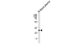 Western Blotting (WB) image for anti-Complement Component 1, Q Subcomponent, A Chain (C1QA) (AA 89-103) antibody (ABIN1944793)