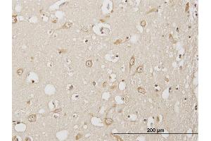 Immunoperoxidase of purified MaxPab antibody to USP3 on formalin-fixed paraffin-embedded human cerebral cortex. (USP3 抗体  (AA 1-520))
