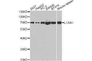 Western blot analysis of extracts of various cell lines, using LTA4H antibody. (LTA4H 抗体)