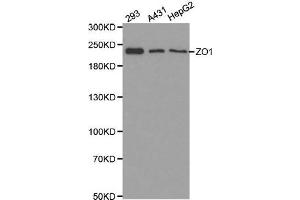 Western blot analysis of extracts of various cell lines, using ZO1 antibody. (TJP1 抗体  (AA 1600-1700))