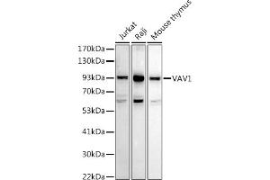 Western blot analysis of extracts of various cell lines, using V antibody (ABIN7271302) at 1:1000 dilution. (VAV1 抗体  (AA 100-200))