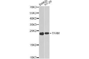 Western blot analysis of extracts of various cell lines, using TFAM antibody (ABIN6290990) at 1:1000 dilution. (TFAM 抗体)