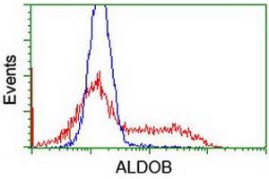 HEK293T cells transfected with either RC220062 overexpress plasmid (Red) or empty vector control plasmid (Blue) were immunostained by anti-ALDOB antibody (ABIN2454575), and then analyzed by flow cytometry. (ALDOB 抗体)