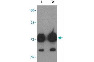 Western blot analysis of ATAD3B in human kidney tissue lysate with ATAD3B polyclonal antibody  at (1) 1 and (2) 2 ug/mL. (ATAD3B 抗体  (C-Term))