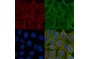 ABIN6257898 and ABIN6275911 staining Hela cells(24h of starvation treatment) by IF/ICC. (Serotonin Receptor 5A 抗体  (Internal Region))