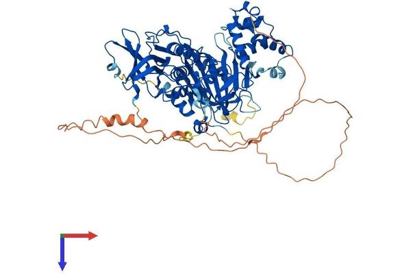 CHM Protein (AA 1-665) (His tag)