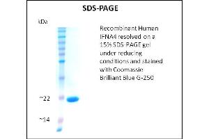 SDS-PAGE (SDS) image for Interferon, alpha 4 (IFNa4) (Active) protein (ABIN5509778) (IFNA4 蛋白)