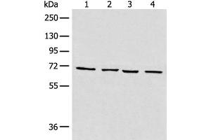 Western blot analysis of 293T cell Human heart tissue Raji and LNCAP cell lysates using MAPK4 Polyclonal Antibody at dilution of 1:550 (MAPK4 抗体)