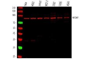 Western blot analysis of MCM7 using anti-MCM7 antibody (ABIN7601968). (MCM7 抗体  (AA 526-719))