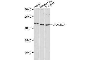 Western blot analysis of extracts of various cell lines, using CRACR2A antibody. (EFCAB4B 抗体)