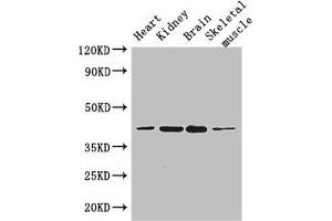 PARD6G antibody  (AA 249-326)