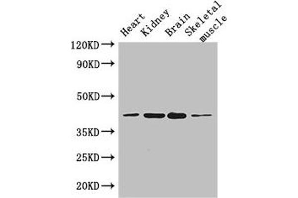 PARD6G antibody  (AA 249-326)