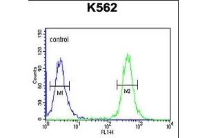 TREF1 Antibody (C-term) (ABIN653305 and ABIN2842805) flow cytometric analysis of K562 cells (right histogram) compared to a negative control cell (left histogram). (TRERF1 抗体  (C-Term))