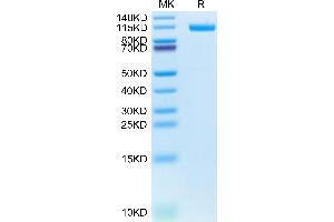 LI Cadherin Protein (AA 23-787) (His-Avi Tag,Biotin)
