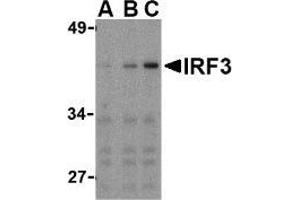 Western blot analysis of IRF3 in Ramos whole cell lysate with AP30447PU-N IRF3 antibody at (A) 1, (B) 2, and (C) 4 μg/ml. (IRF3 抗体  (C-Term))