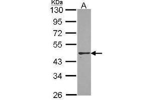 WB Image Sample (30 ug of whole cell lysate) A: A431 , 10% SDS PAGE PON2 antibody antibody diluted at 1:1000 (PON2 抗体)