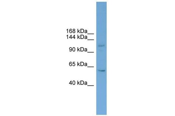 ZNF628 抗体  (Middle Region)