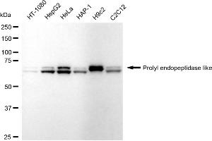 Western blotting analysis using Prolyl endopeptidase like antibody (ABIN7799923). (Recombinant PREPL 抗体)