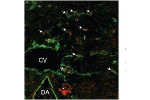 Human lymphatic endothelial; lymphatic endothelial cell tissue and primary (1/50 up to 1/500) secondary 1/200; SOX18 antibody - middle region in Human lymphatic endothelial cells using Immunofluorescence (SOX18 抗体  (Middle Region))