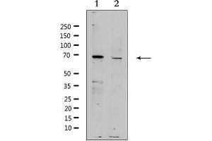 Western blot analysis of extracts from various samples, using ZP4 Antibody. (ZP4 抗体  (Internal Region))