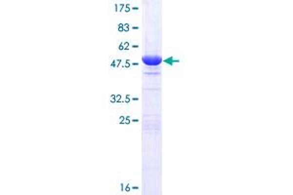 HEBP2 Protein (AA 1-205) (GST tag)