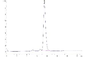 Size-exclusion chromatography-High Pressure Liquid Chromatography (SEC-HPLC) image for Tumor Necrosis Factor Receptor Superfamily, Member 17 (TNFRSF17) (AA 1-54) protein (Fc Tag) (ABIN7273940)