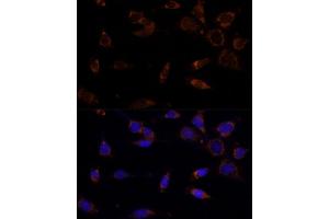 Immunofluorescence analysis of NIH-3T3 cells using MTCH2 Polyclonal Antibody  at dilution of 1:100 (40x lens). (MTCH2 抗体  (AA 30-175))