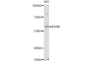 Western blot analysis of extracts of U-87MG cells, using ARSB antibody (ABIN6290023) at 1:3000 dilution. (Arylsulfatase B 抗体)