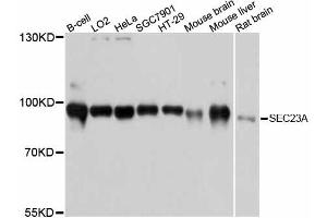 Western blot analysis of extracts of various cell lines, using SEC23A antibody (ABIN6293779) at 1:3000 dilution. (SEC23A 抗体)