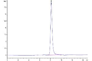 The purity of Human GFR alpha 1 is greater than 95 % as determined by SEC-HPLC. (GFRA1 Protein (AA 25-424) (His tag))