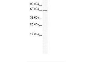 Image no. 1 for anti-KH Domain Containing, RNA Binding, Signal Transduction Associated 1 (KHDRBS1) (N-Term) antibody (ABIN202534)