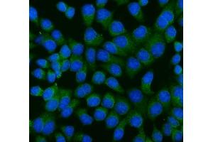 IF analysis of RAGE/AGER using anti-RAGE/AGER antibody (ABIN7601722). (RAGE 抗体  (AA 43-404))