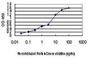 Detection limit for recombinant GST tagged LRP5 is approximately 0. (LRP5 抗体  (AA 41-130))
