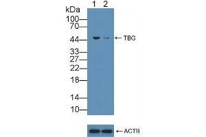 Western Blotting (WB) image for anti-Serpin Family A Member 7 (SERPINA7) (AA 128-415) antibody (ABIN7429163)