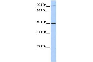Western Blotting (WB) image for anti-Arginase, Type II (ARG2) antibody (ABIN2459775) (ARG2 抗体)