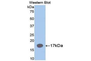 Western Blotting (WB) image for anti-Interleukin 1 Receptor Antagonist (IL1RN) (AA 27-178) antibody (ABIN1078223)